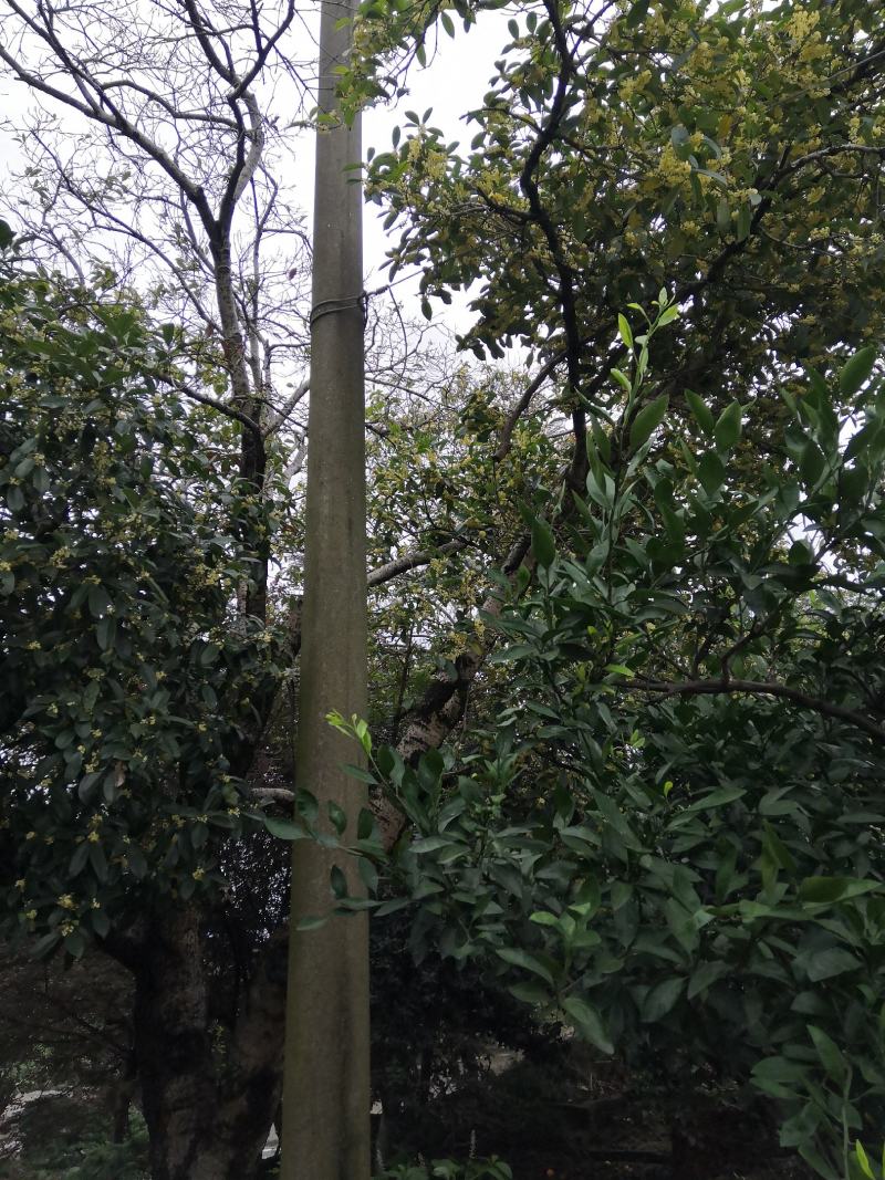 现有大量大棵桂花树上市