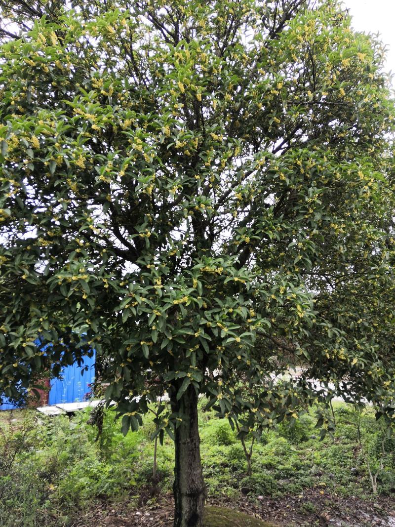 现有大量大棵桂花树上市