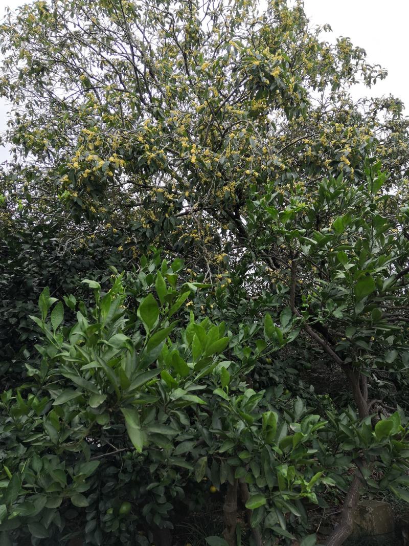 现有大量大棵桂花树上市