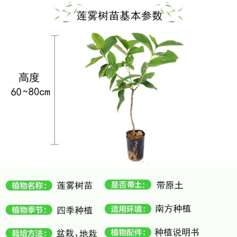 莲雾苗，大叶红莲雾种苗，黑金刚