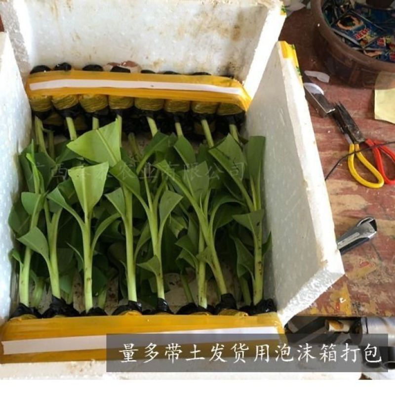 红香蕉苗1~2年一级良种