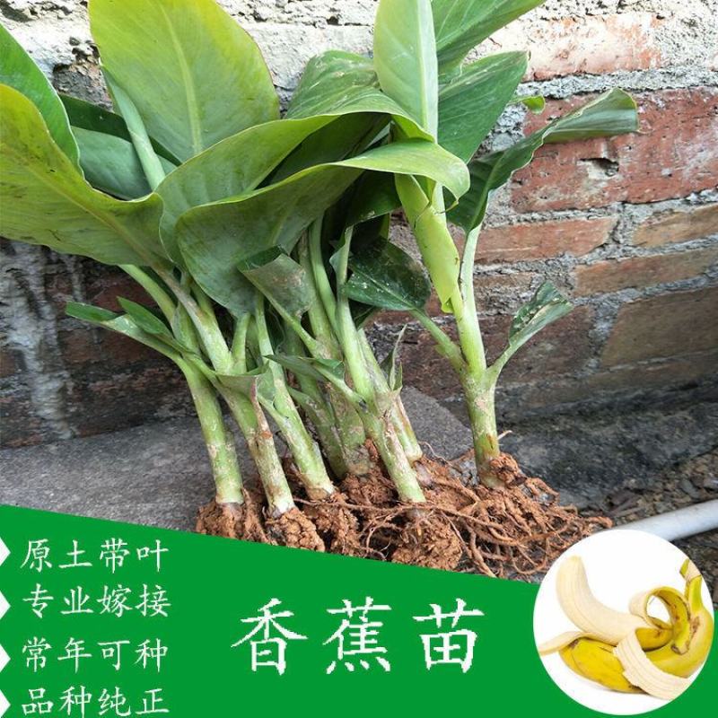 红香蕉苗1~2年一级良种