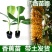 红香蕉苗1~2年一级良种