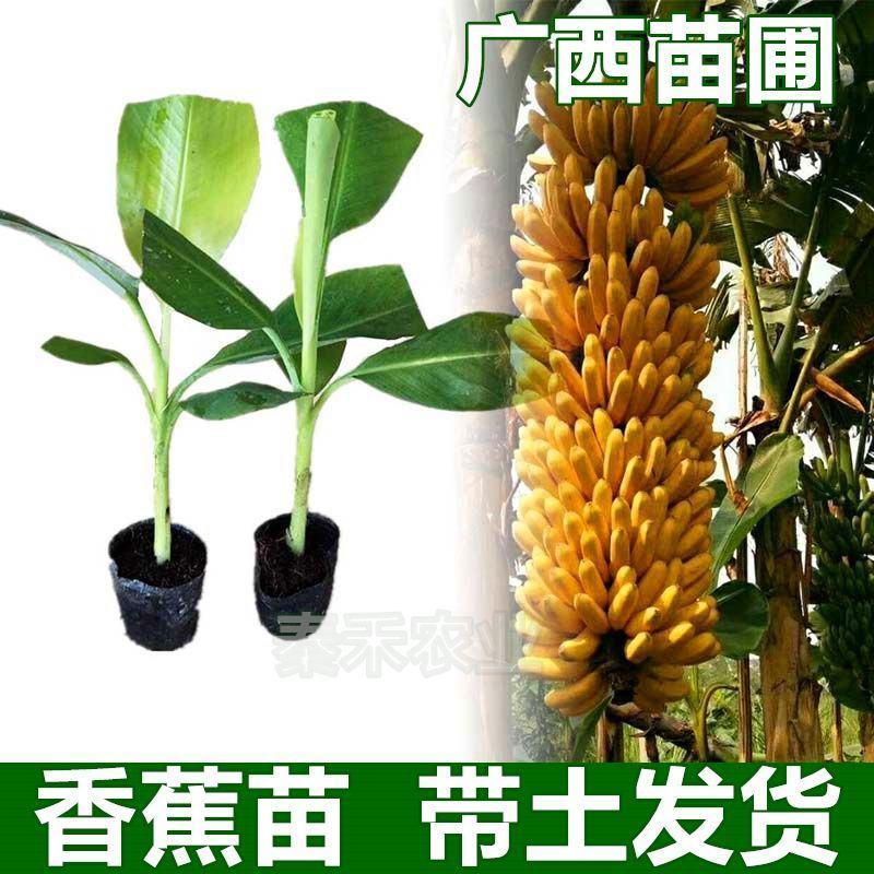 红香蕉苗1~2年一级良种