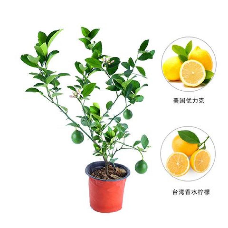 香水柠檬苗50~80cm