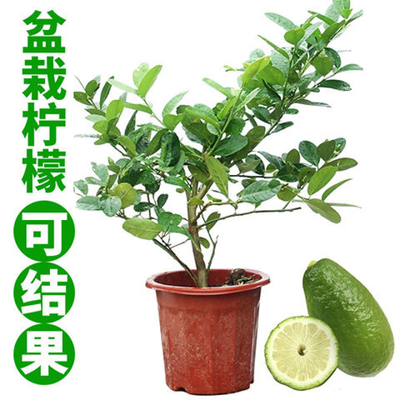 香水柠檬苗50~80cm