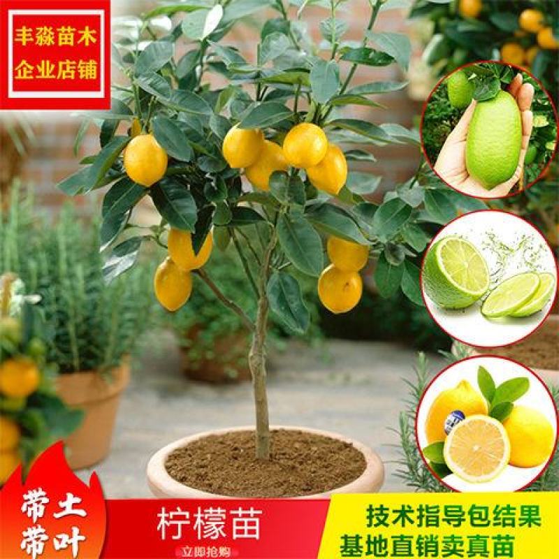 香水柠檬苗50~80cm