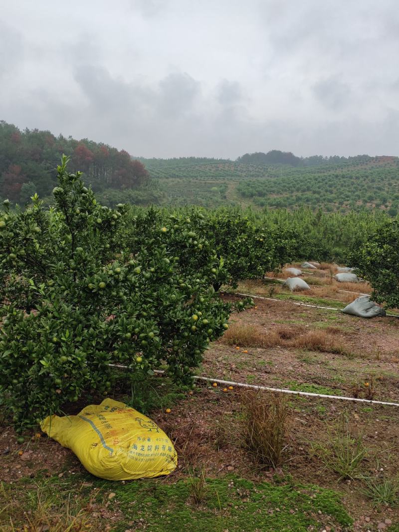 蜜广，棉橘臭皮柑广桔1000斤起批专业代办
