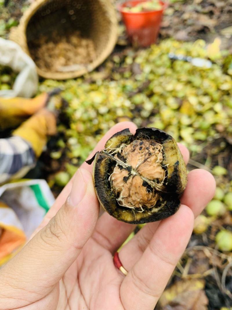 纸皮核桃新鲜澜岄特产