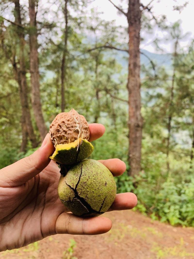 纸皮核桃新鲜澜岄特产