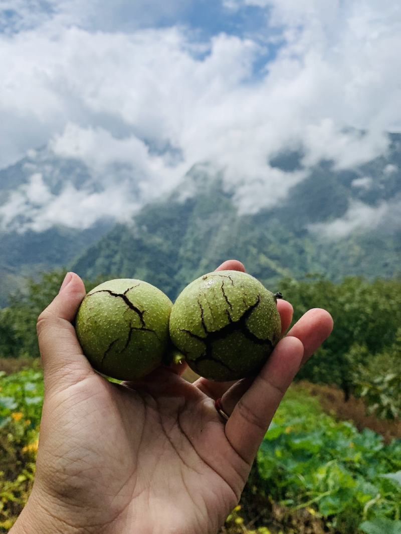纸皮核桃新鲜澜岄特产