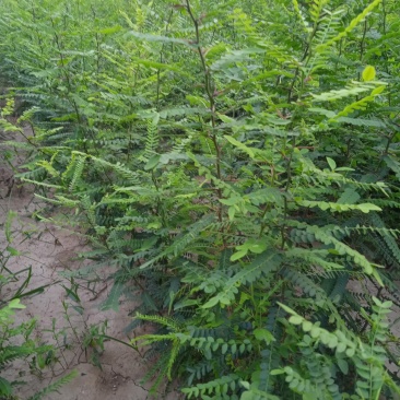 大量供皂角苗，自家种植的