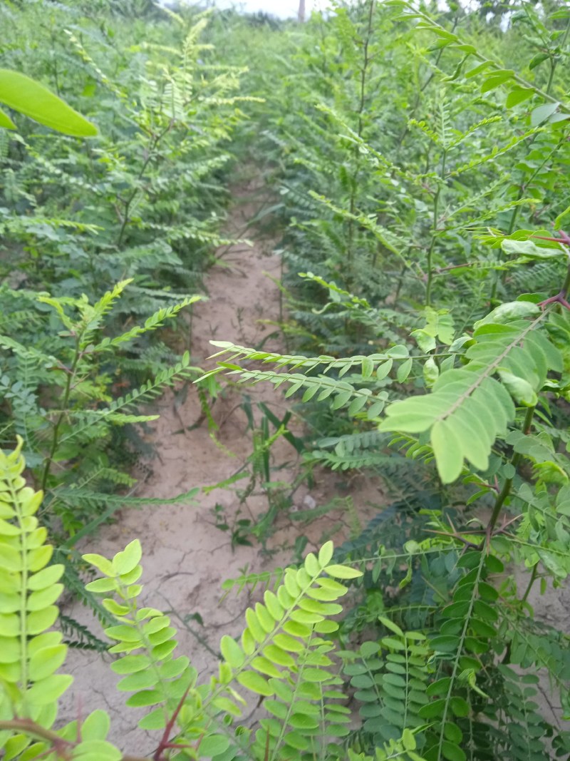 大量供皂角苗，自家种植的