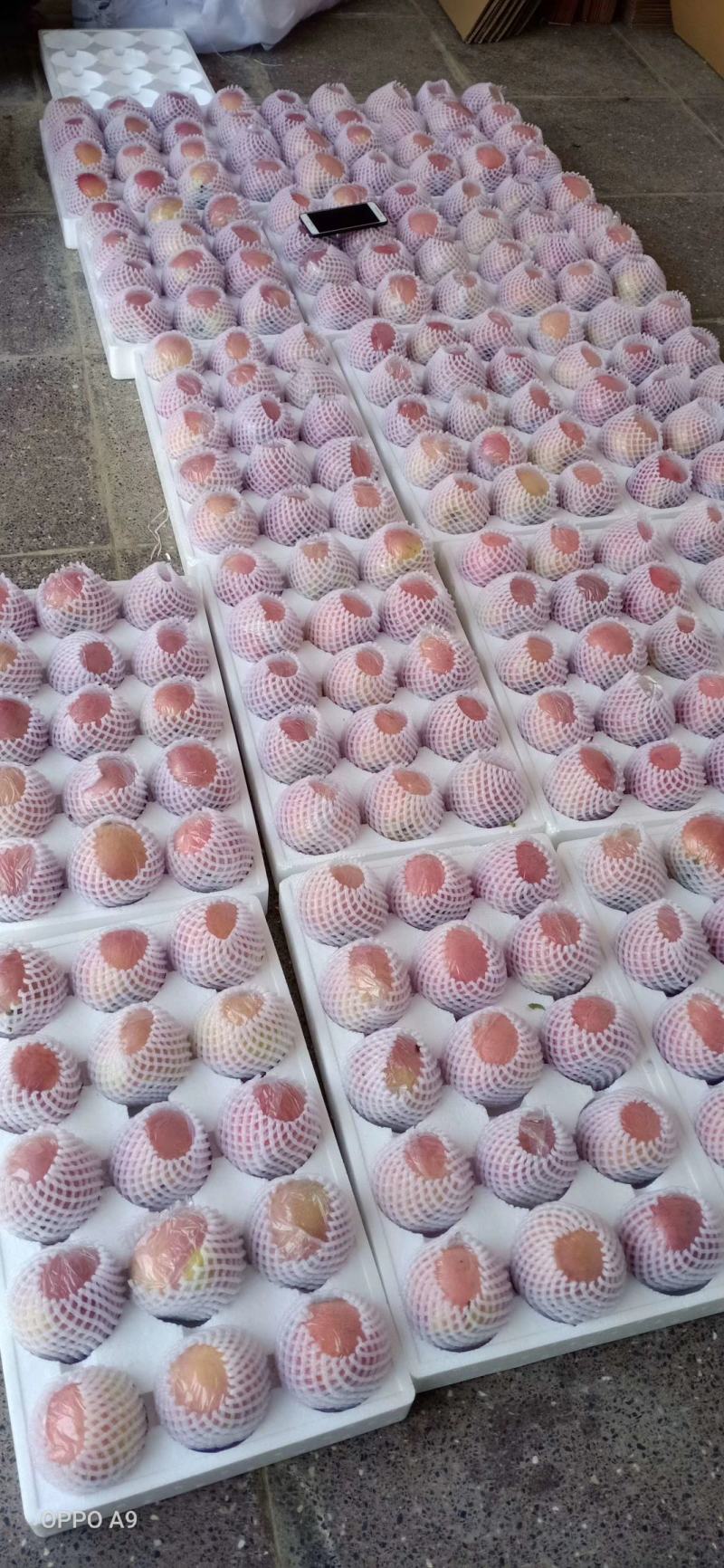 红富士苹果大量上市中