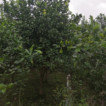 现有大量香泡树苗供应