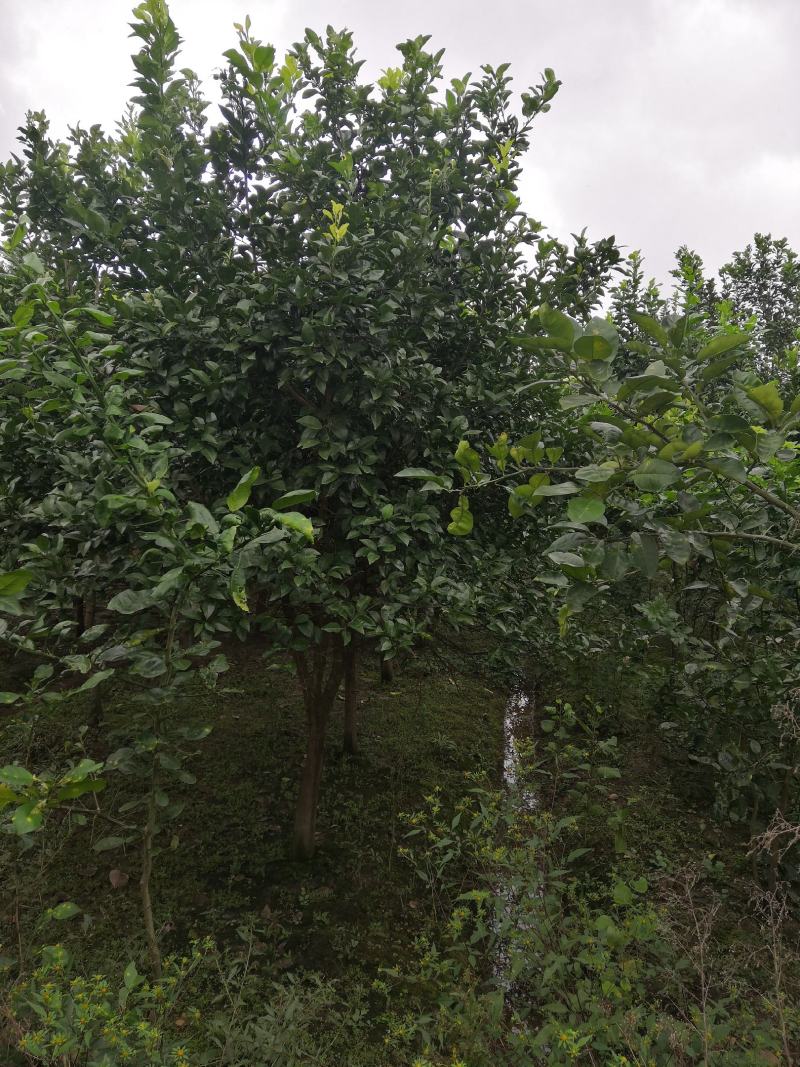 现有大量香泡树苗供应