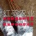 【新品】无核白玉油桃苗改良新品自然无核甜度高卖疯了