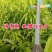 【新品】无核白玉油桃苗改良新品自然无核甜度高卖疯了
