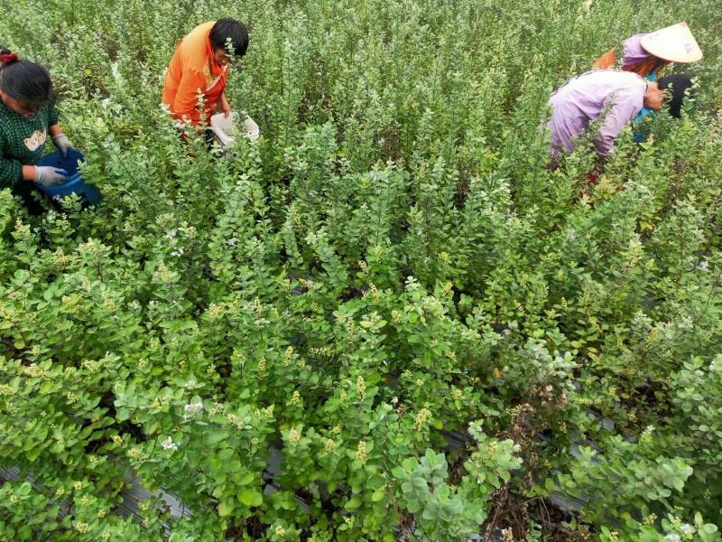 单叶蔓荆子，江西产地道地药材品种，基地种植50亩仿野生种