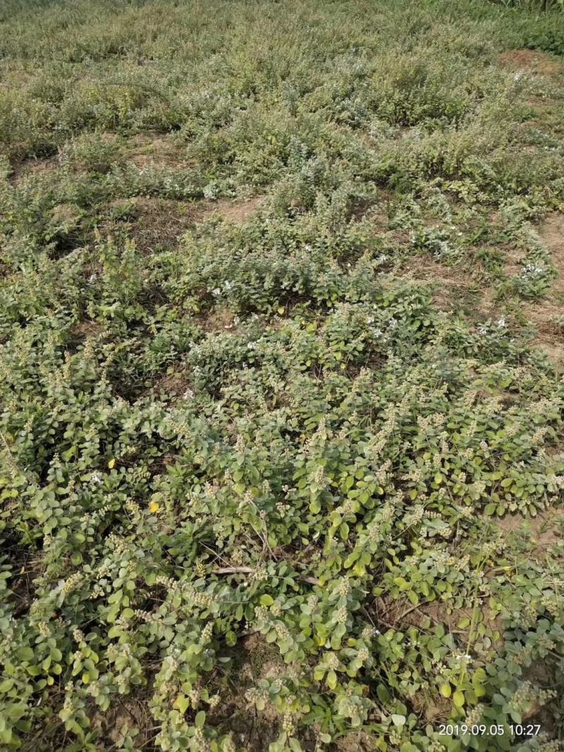 单叶蔓荆子，江西产地道地药材品种，基地种植50亩仿野生种