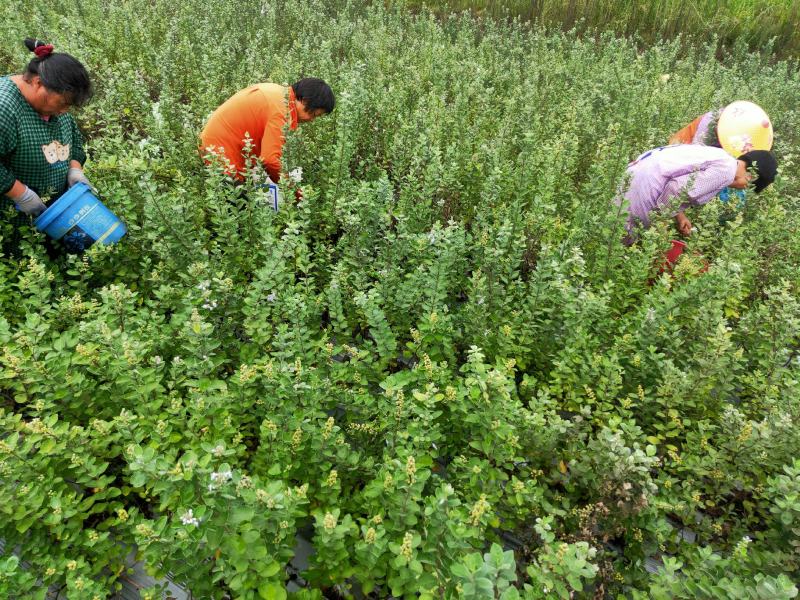 单叶蔓荆子，江西产地道地药材品种，基地种植50亩仿野生种