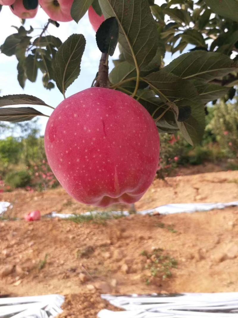 中秋王苹果大量上市了个大皮毛亮颜色全红口感脆甜产地直发