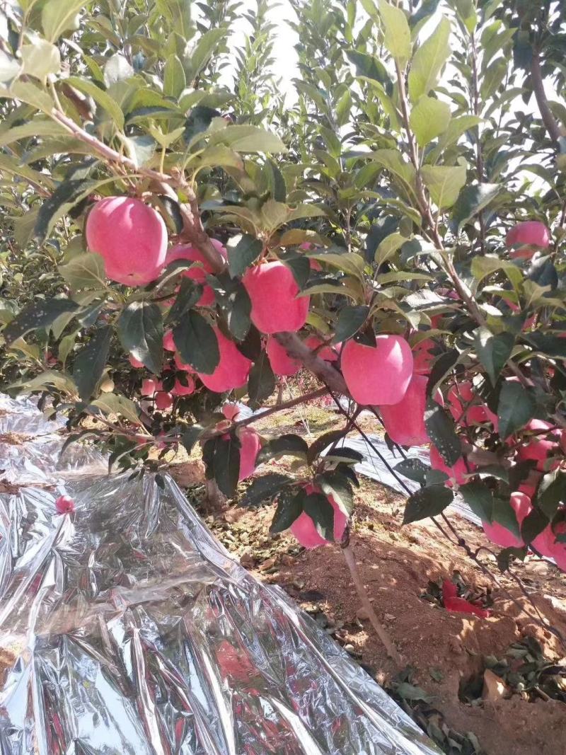 中秋王苹果大量上市了个大皮毛亮颜色全红口感脆甜产地直发