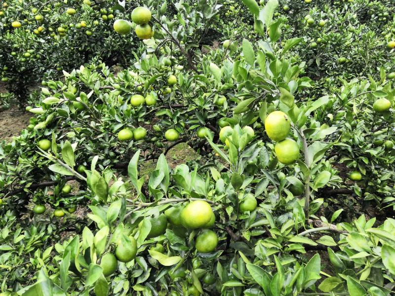 万亩普早蜜桔开园特价统果0.36元每斤