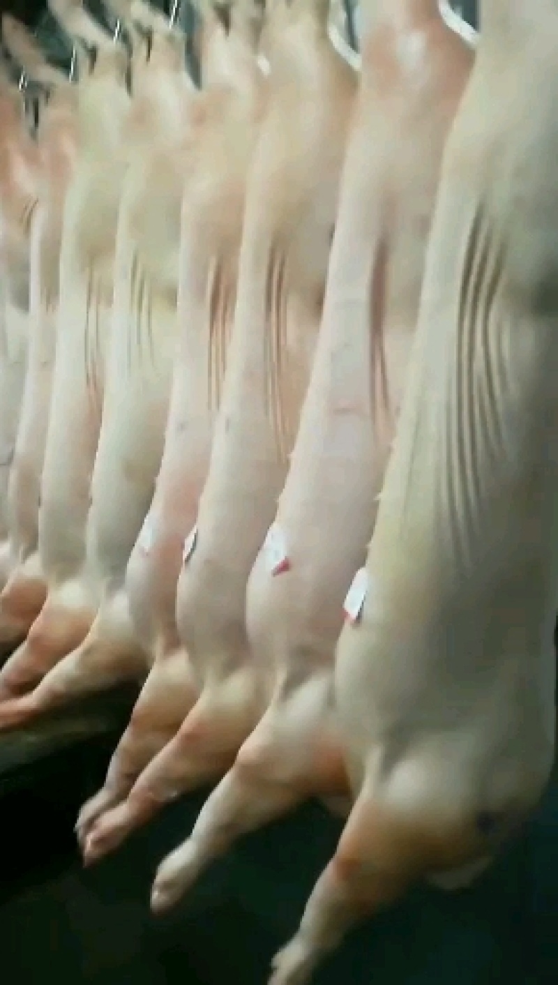 国产猪肉（鲜白条）正规厂家生产