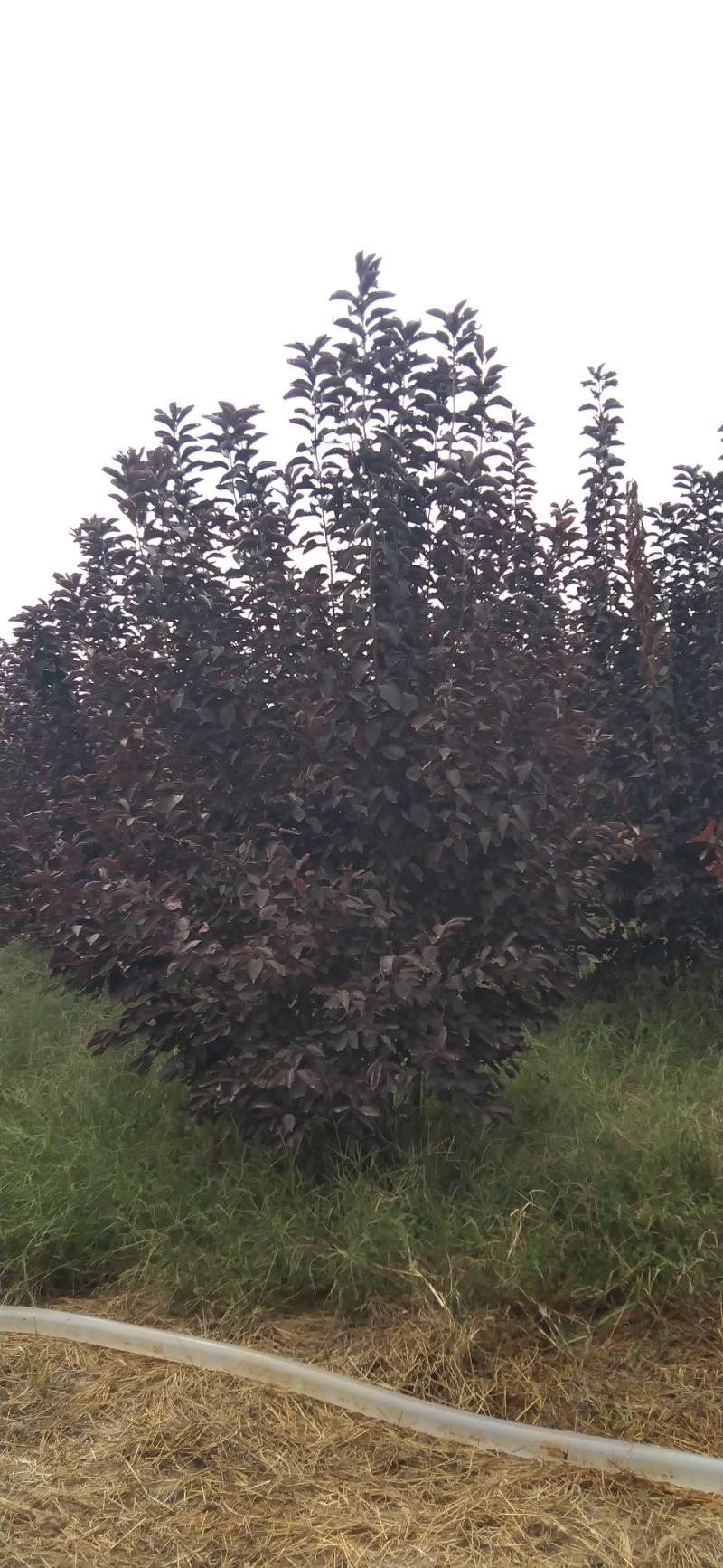 河南南阳供应精品丛生紫叶稠李。2.5～4.5米高