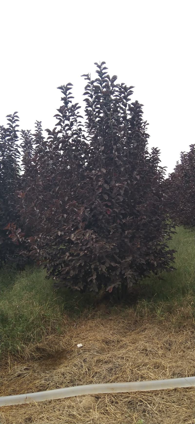 河南南阳供应精品丛生紫叶稠李。2.5～4.5米高