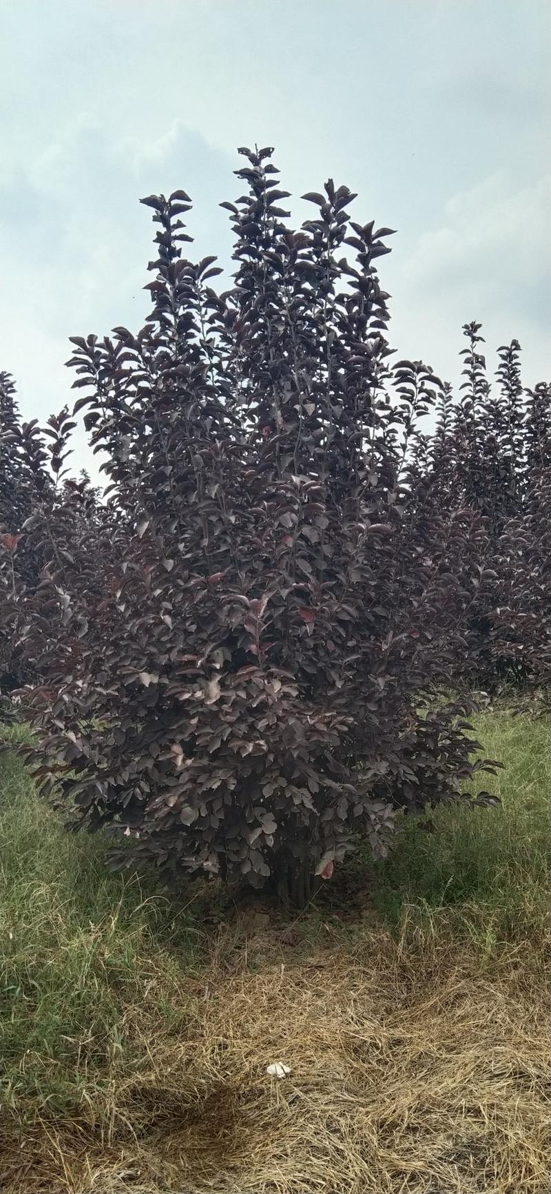 河南南阳供应精品丛生紫叶稠李。2.5～4.5米高