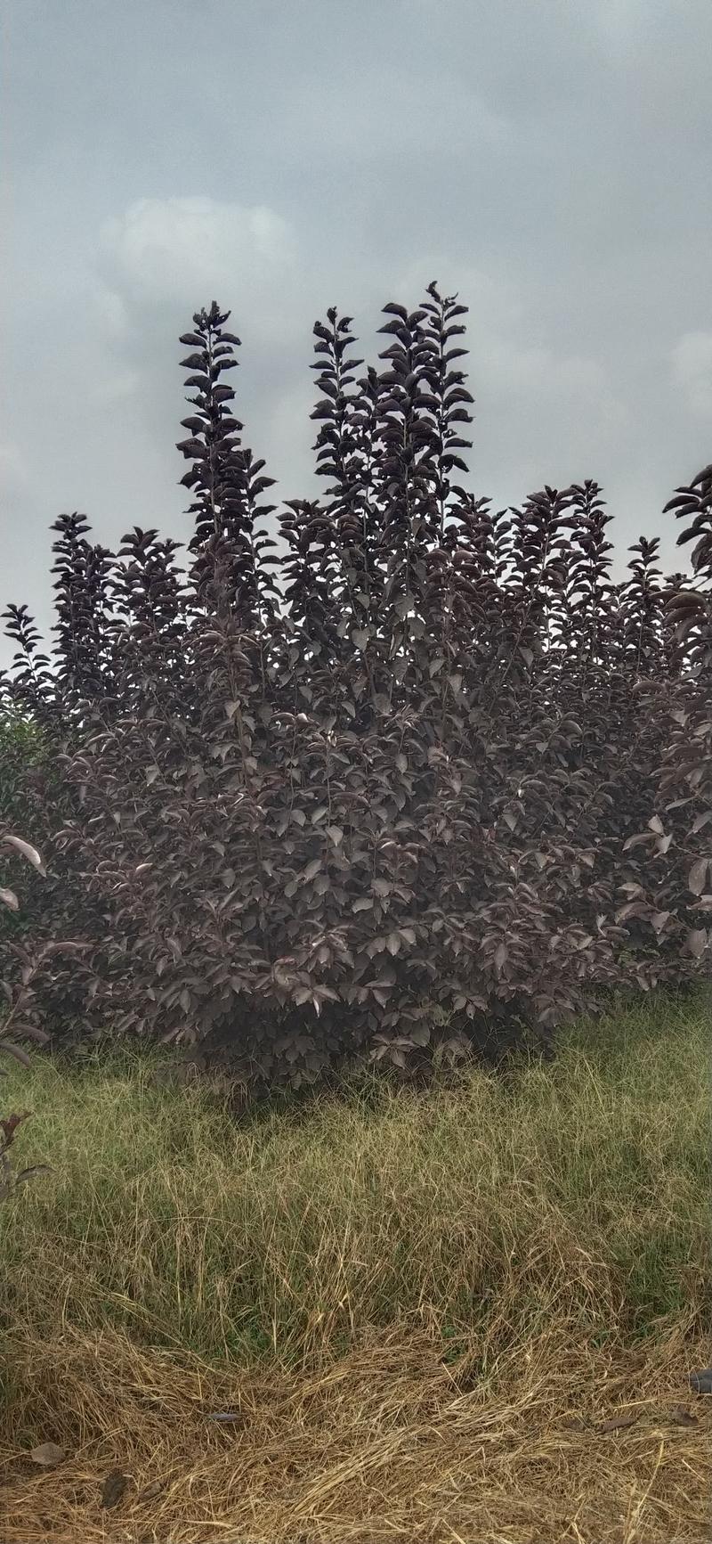 河南南阳供应精品丛生紫叶稠李。2.5～4.5米高