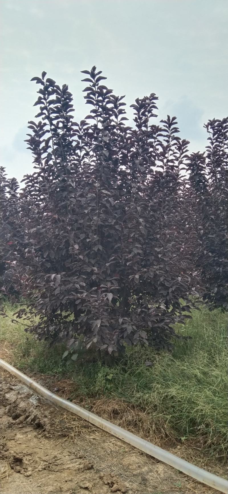 河南南阳供应精品丛生紫叶稠李。2.5～4.5米高