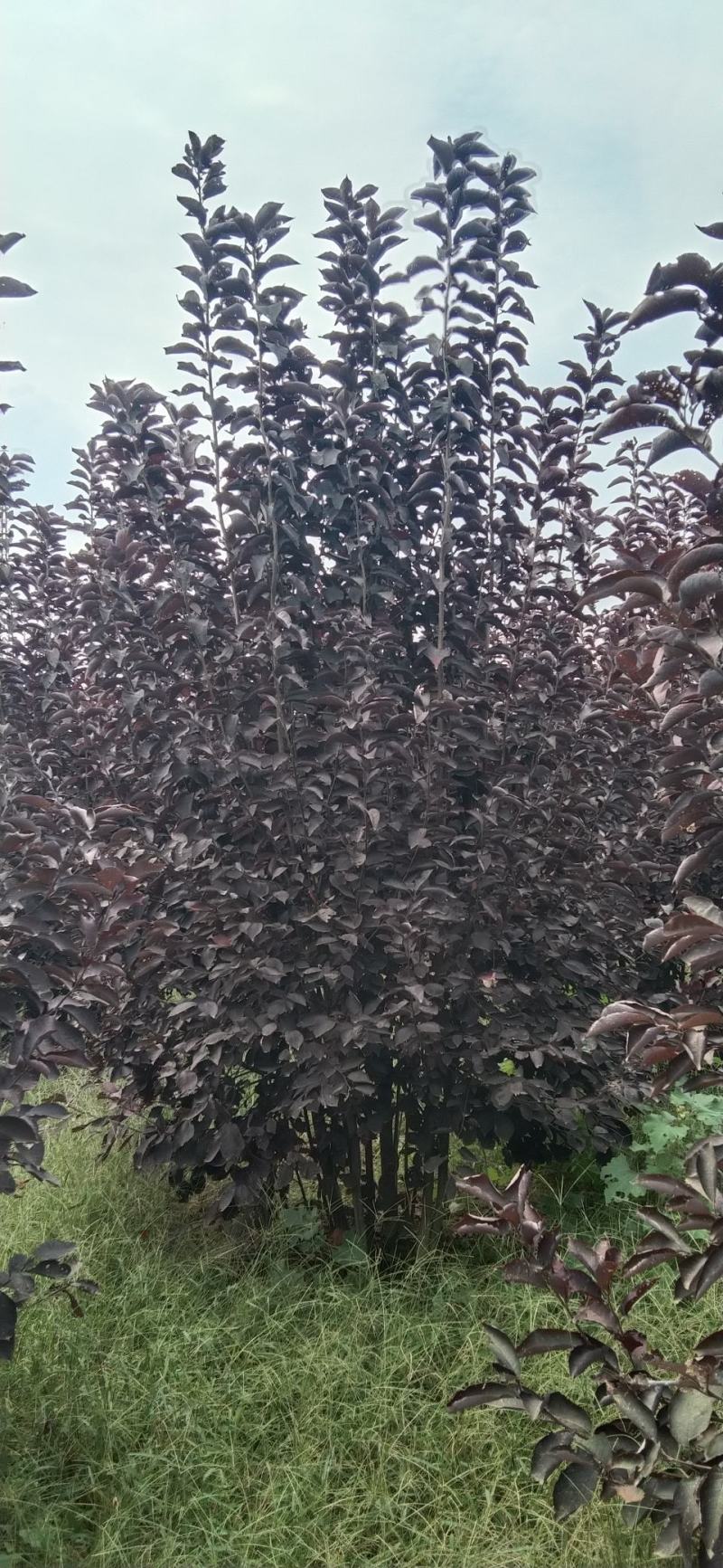 河南南阳供应精品丛生紫叶稠李。2.5～4.5米高