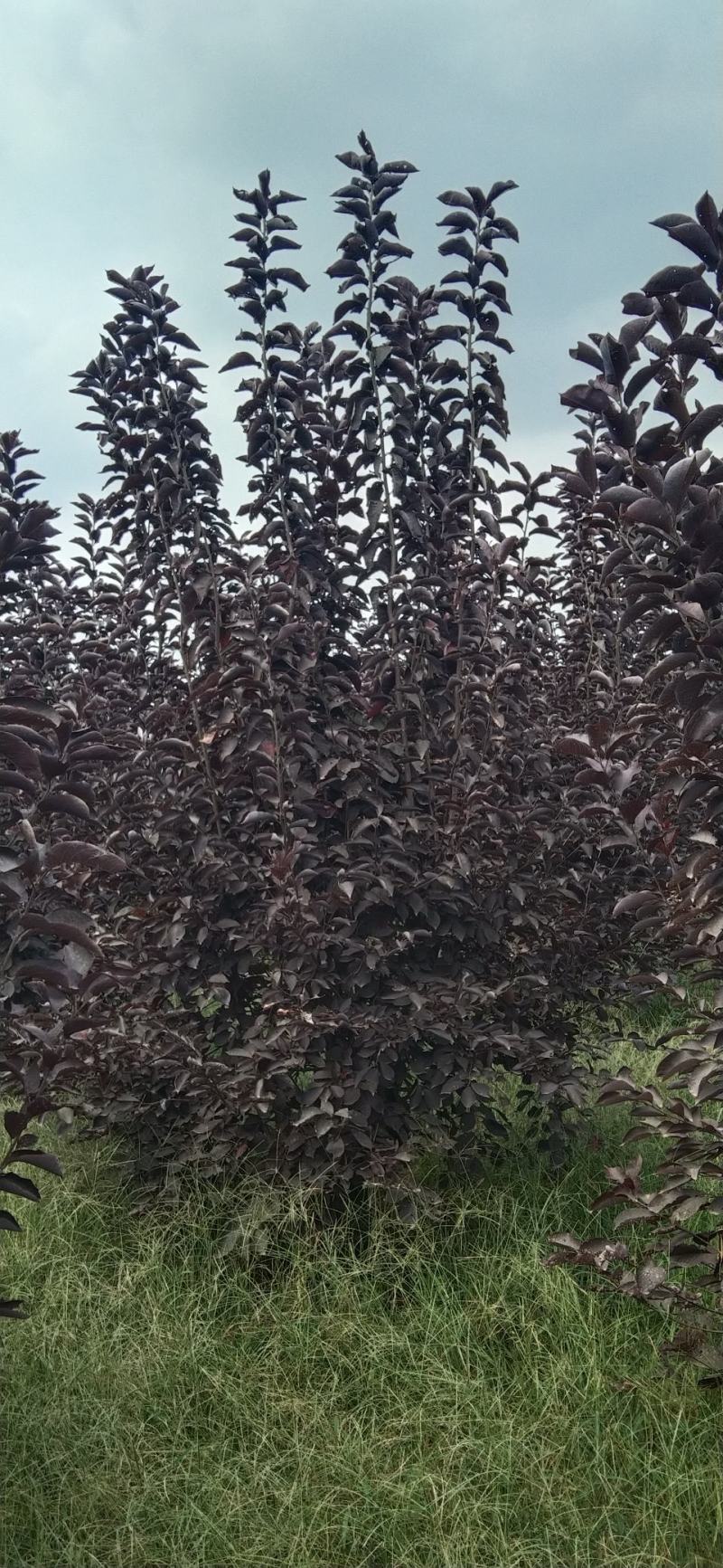 河南南阳供应精品丛生紫叶稠李。2.5～4.5米高