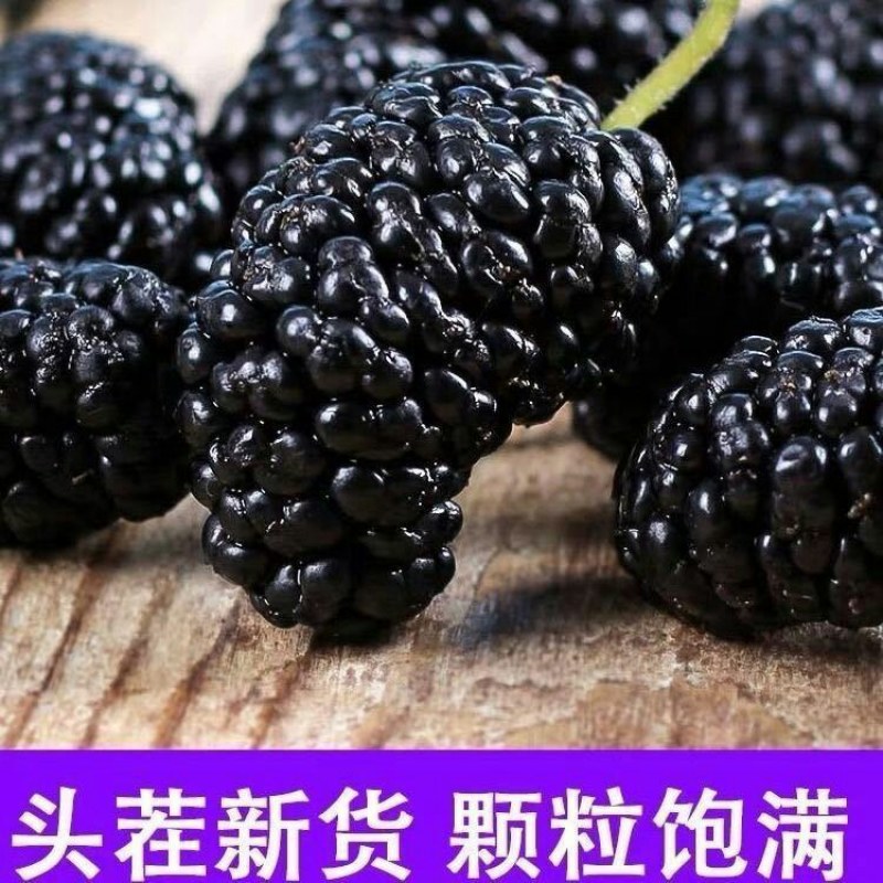 新疆桑葚干干净罐装无沙桑果干