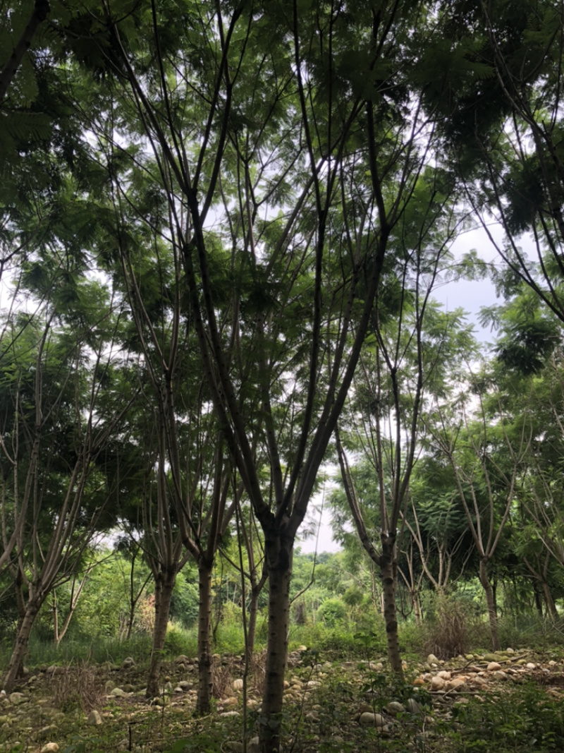 蓝花楹（诚信经营以质量求生存）