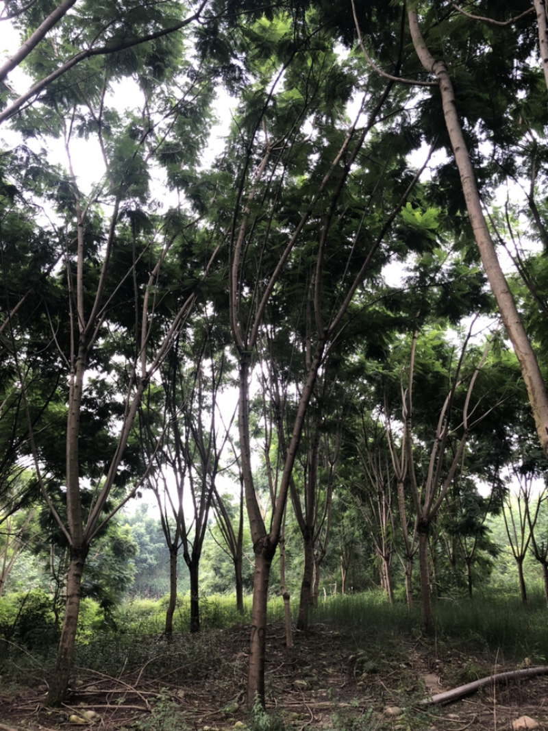 蓝花楹（诚信经营以质量求生存）