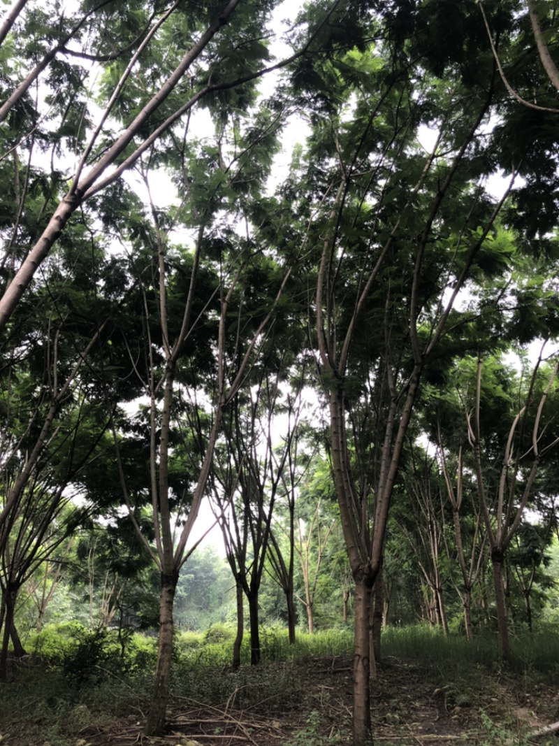 蓝花楹（诚信经营以质量求生存）