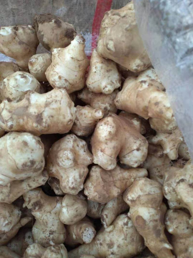 新鲜洋姜，有白洋姜，粉洋姜，红洋姜基地直供现挖现卖