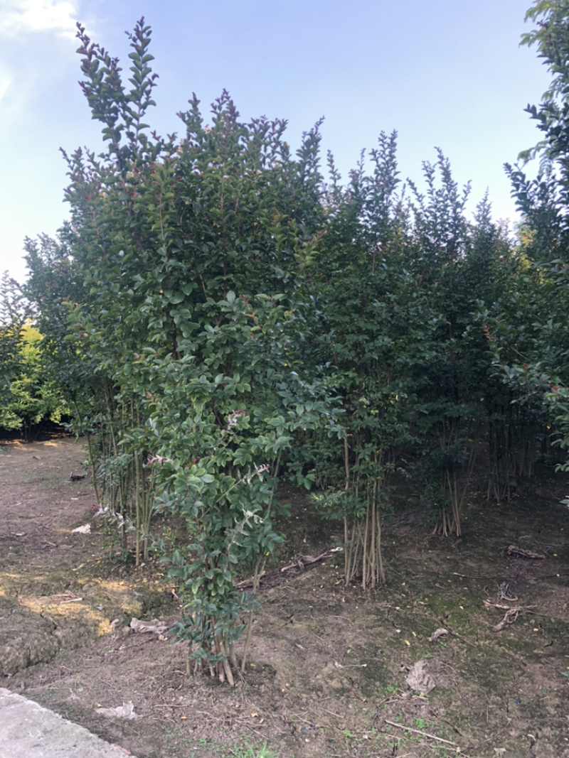 紫薇笼子（丛生/拼栽紫薇诚信经营以质量求生存）