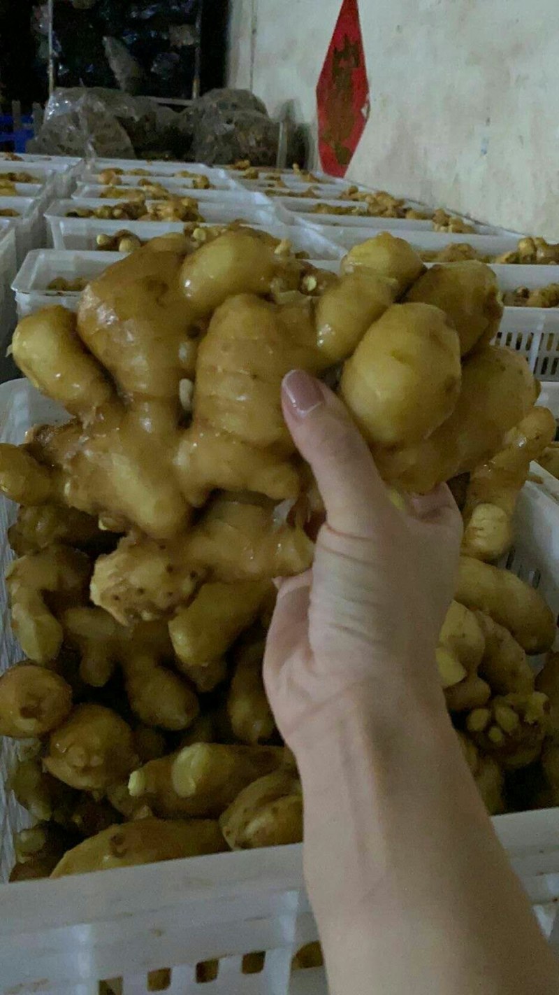 山东精品《小黄姜》水洗姜风干姜批发全国发货