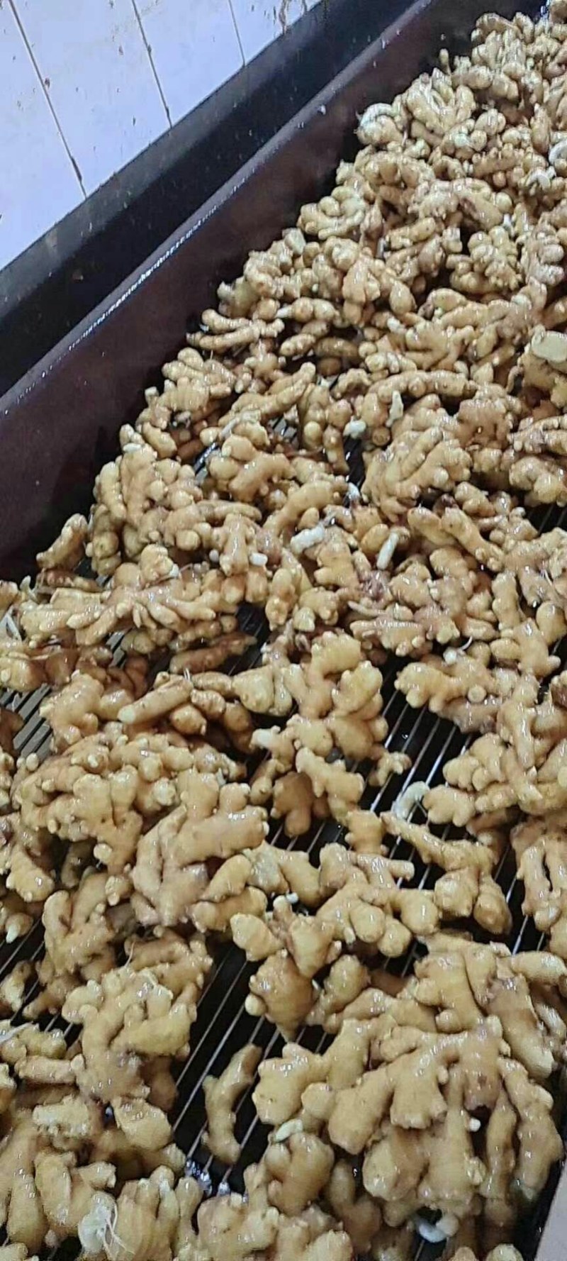 山东精品《小黄姜》水洗姜风干姜批发全国发货