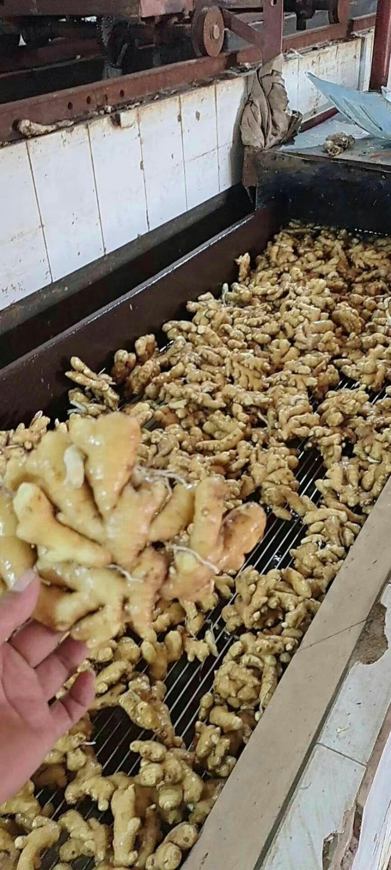 山东精品《小黄姜》水洗姜风干姜批发全国发货