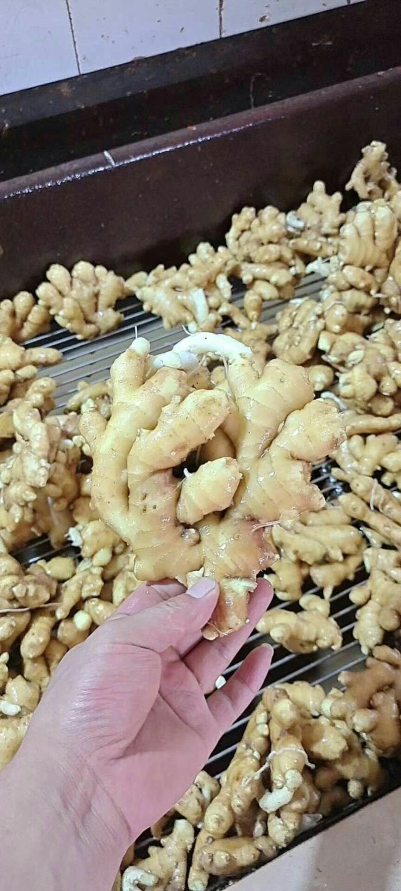 山东精品《小黄姜》水洗姜风干姜批发全国发货