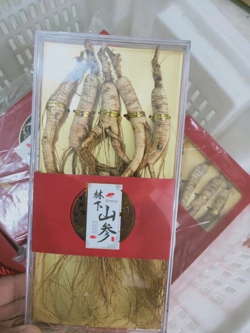 长白山林下参自然生长足龄老参17-25年精挑细选礼盒装