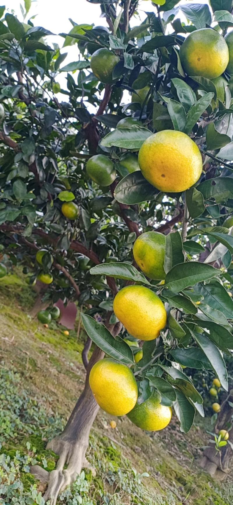 湖北蜜橘特早蜜橘柑桔爆甜多汁诚信代办欢迎选购