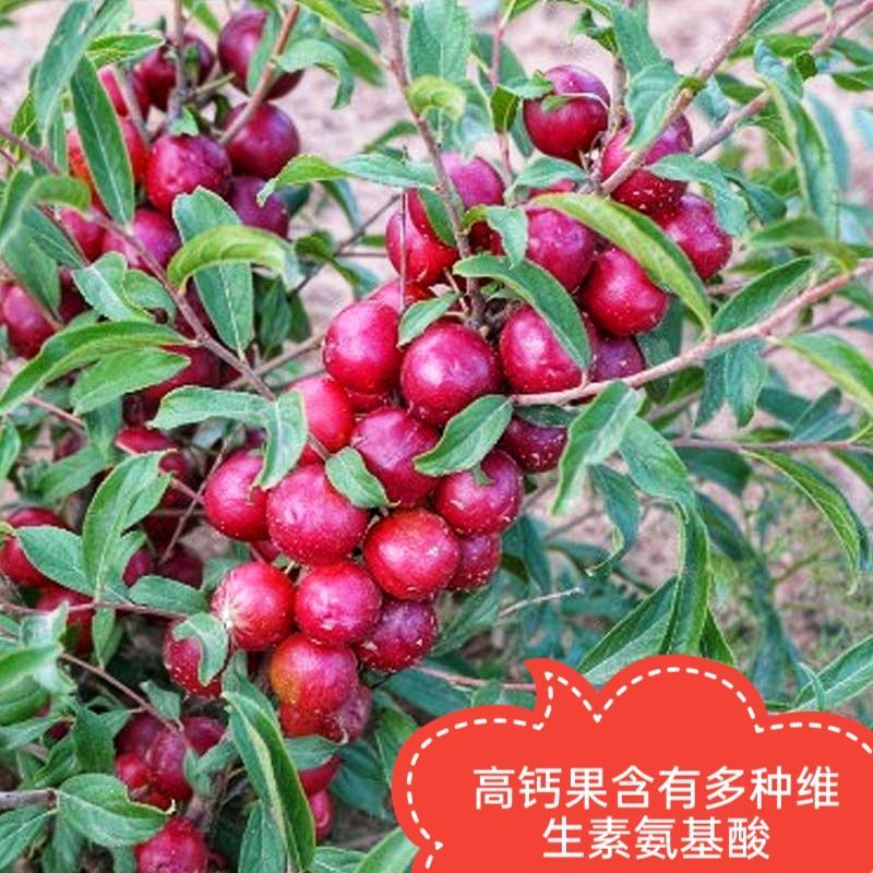 高钙果树苗含多种植物钙维生素多种氨基酸酸甜可口
