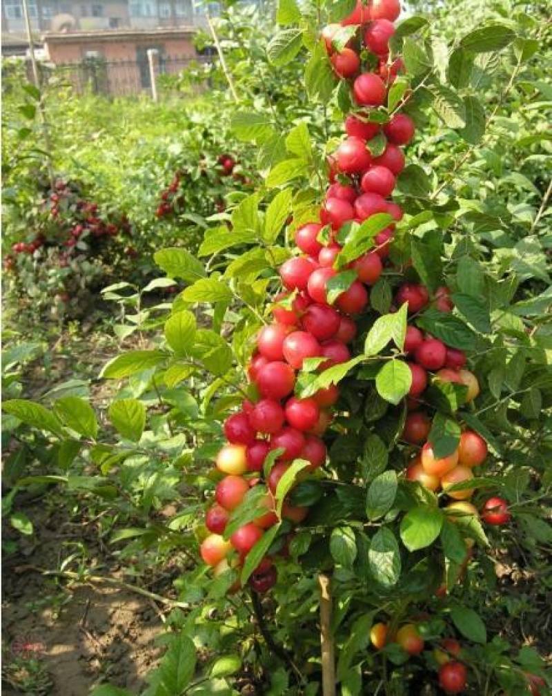 高钙果树苗含多种植物钙维生素多种氨基酸酸甜可口